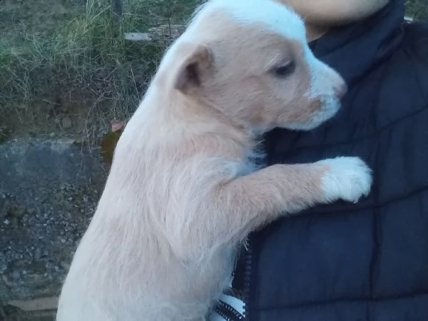 regalo cuccioli | Foto 1