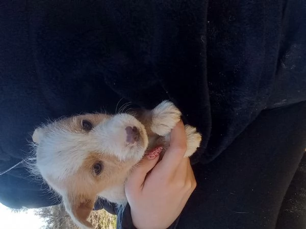 regalo cuccioli | Foto 0