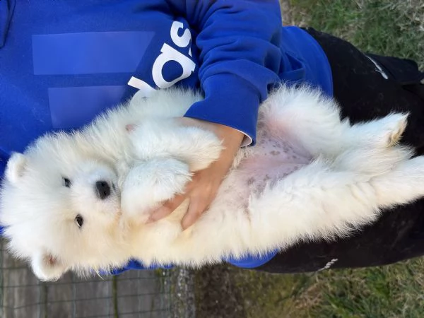 cuccioli samoiedo  | Foto 1