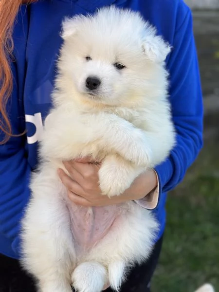 cuccioli samoiedo  | Foto 0