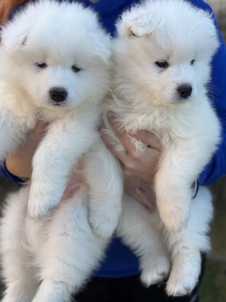 cuccioli samoiedo 