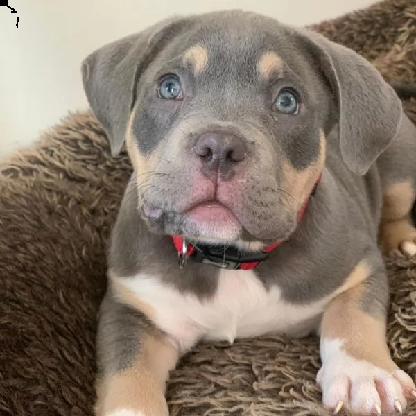 pitbull | Foto 0