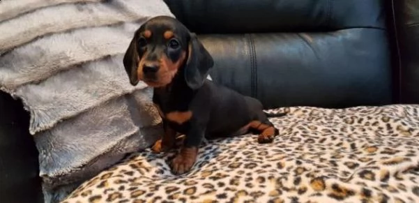 bellissimi cuccioli maschi e femmine