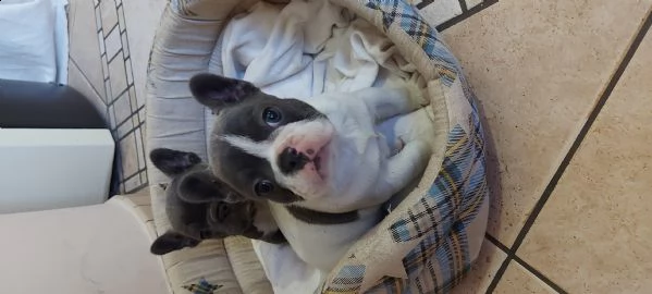 bulldog bouledogue francese femminucce blu  | Foto 3