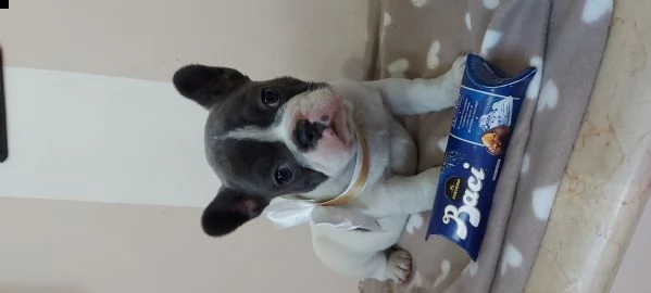 bulldog bouledogue francese femminucce blu  | Foto 2