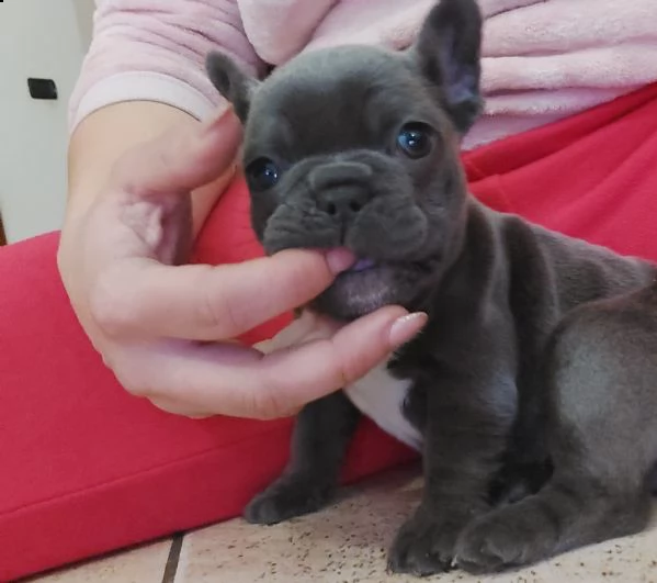 bulldog bouledogue francese femminucce blu  | Foto 1