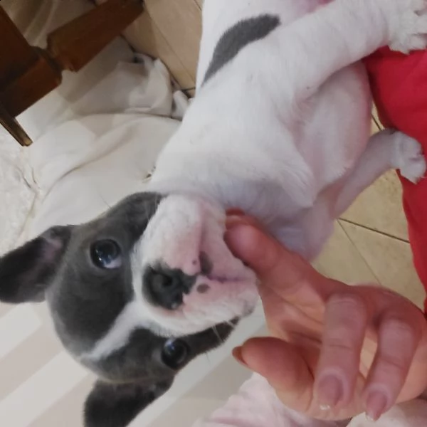 bulldog bouledogue francese femminucce blu  | Foto 0