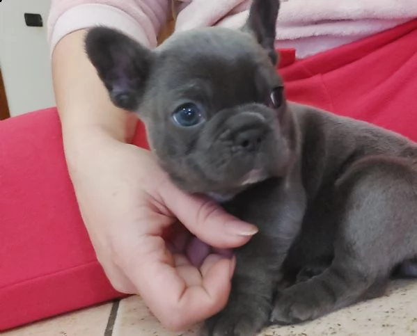 bulldog bouledogue francese femminucce blu 