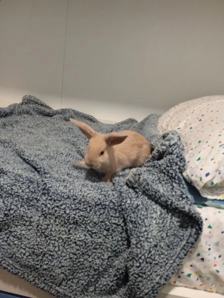 cuccioli di coniglietti nani  | Foto 6