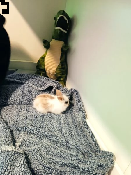 cuccioli di coniglietti nani  | Foto 5