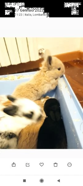 cuccioli di coniglietti nani  | Foto 4