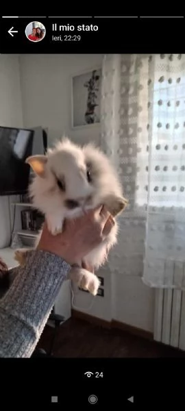 cuccioli di coniglietti nani  | Foto 3