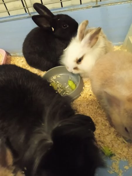 cuccioli di coniglietti nani  | Foto 2
