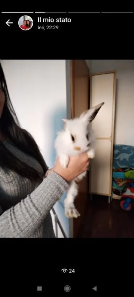 cuccioli di coniglietti nani 