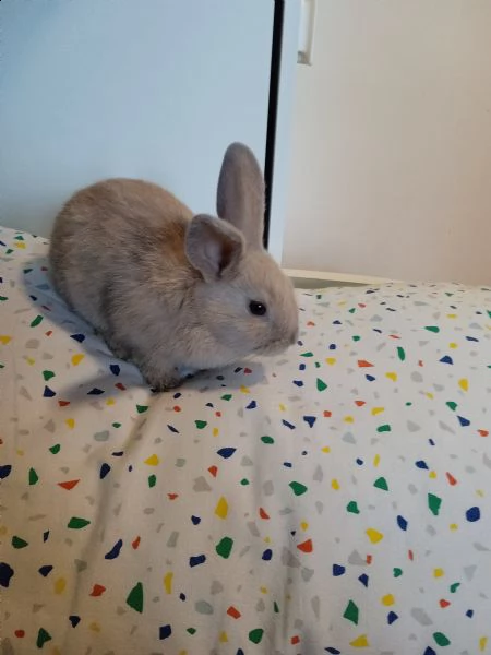 cuccioli di coniglietti nani  | Foto 1