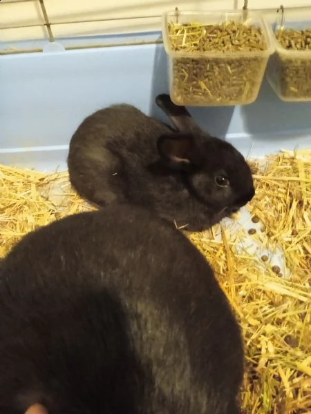 cuccioli di coniglietti nani  | Foto 0
