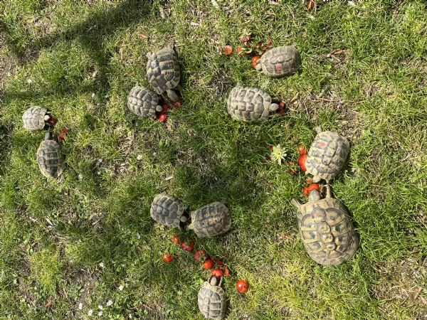 tartarughe di varie dimensioni