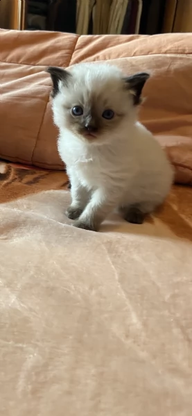 gattini ragdoll | Foto 5