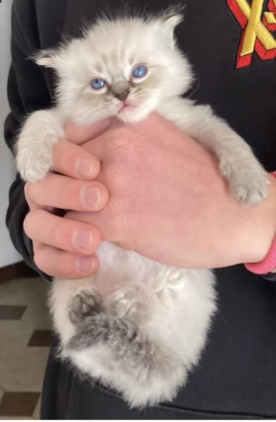 gattini ragdoll | Foto 4
