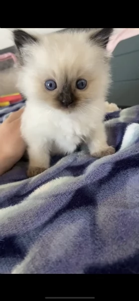 gattini ragdoll | Foto 3