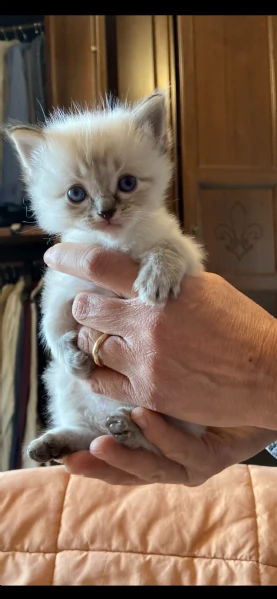 gattini ragdoll | Foto 1