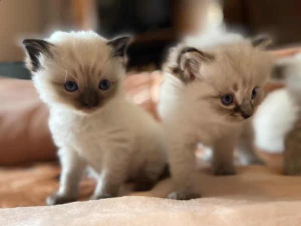 gattini ragdoll | Foto 0