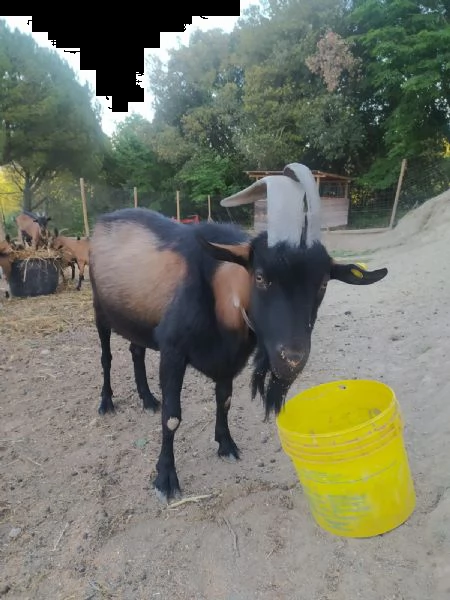 regalo capre e becchi camosciati