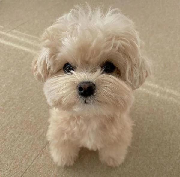 maltipoo 