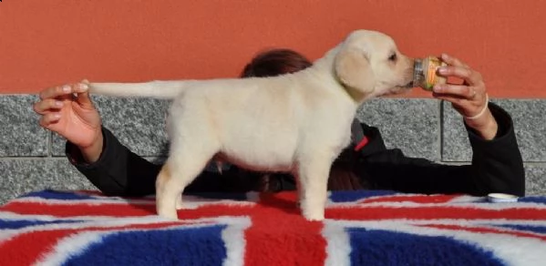 cucciolo di labrador retriever giallo | Foto 0