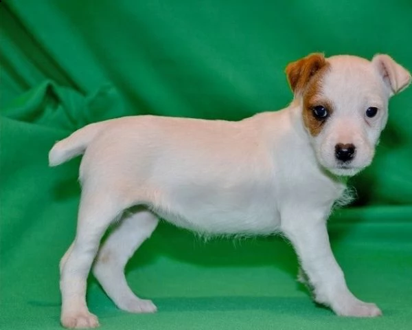 cuccioli jack russell terrier