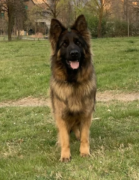 cuccioli pastore tedesco a pelo lungo  | Foto 5