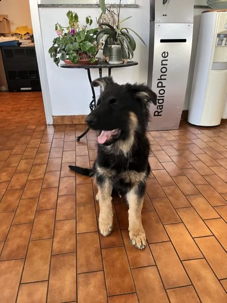 cuccioli pastore tedesco a pelo lungo  | Foto 4
