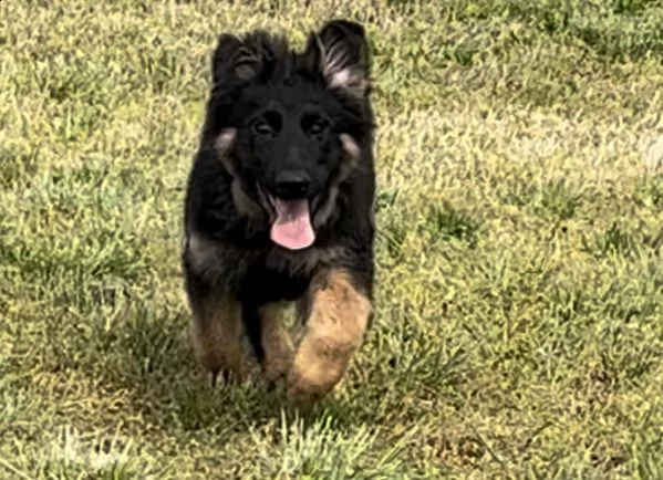 cuccioli pastore tedesco a pelo lungo  | Foto 2