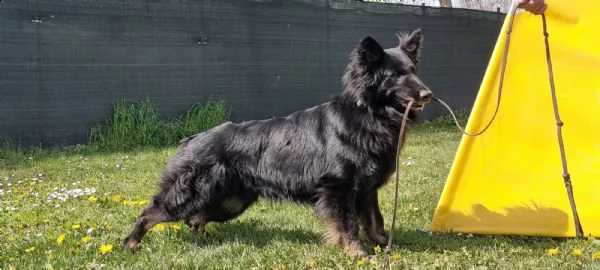 cuccioli pastore tedesco a pelo lungo  | Foto 0