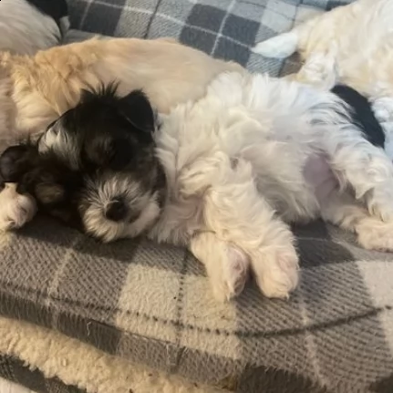 cuccioli di maltese