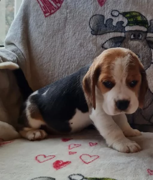 cuccioli di beagle con pedigree fci pedigree... | Foto 0