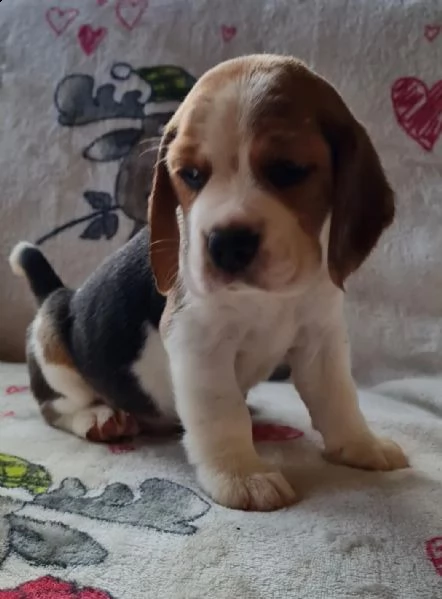 cuccioli di beagle con pedigree fci pedigree...