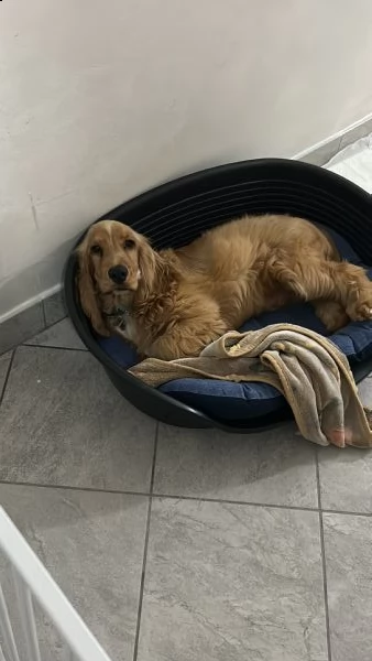 vendo cocker spaniel inglese | Foto 0