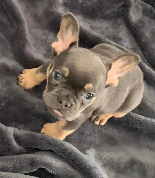 cuccioli di bulldog francese blu marrone chiaro | Foto 0