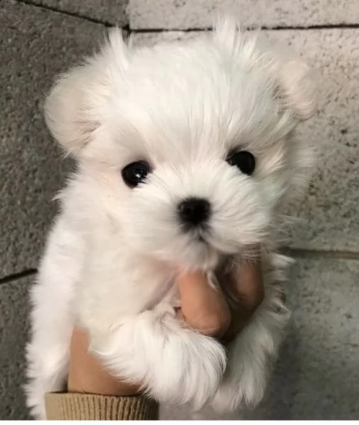regalo  maltese mini toy | Foto 0