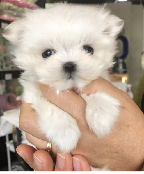 regalo  maltese mini toy