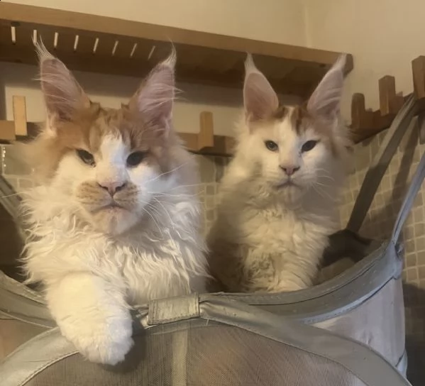 cuccioli maine coon