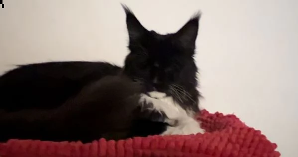 cucciola di maine coon | Foto 2