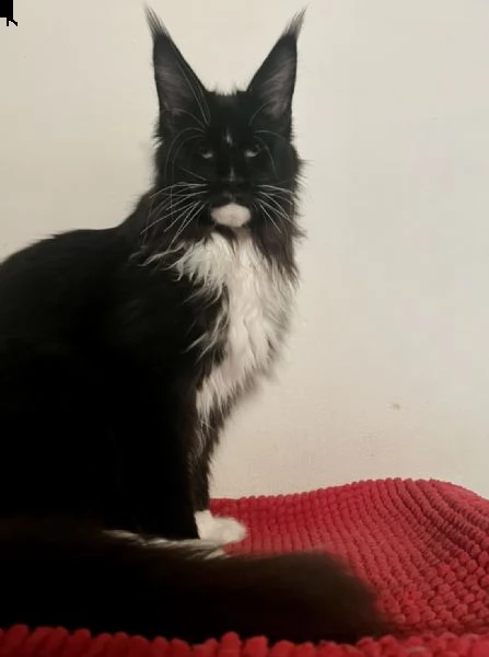cucciola di maine coon | Foto 1