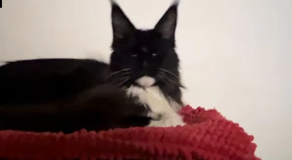 cucciola di maine coon | Foto 0