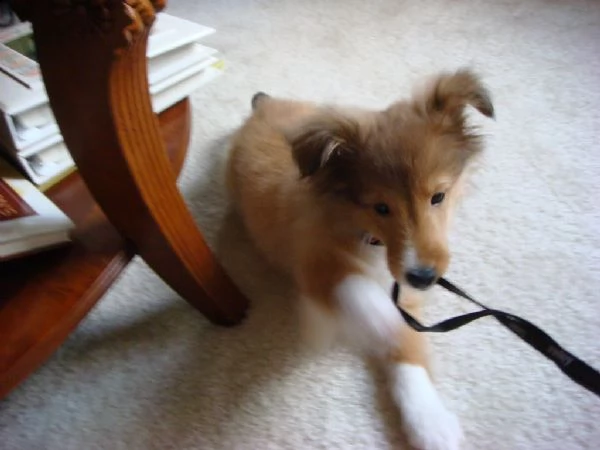cuccioli di shetland sheepdog