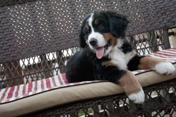 cuccioli bovaro del bernese