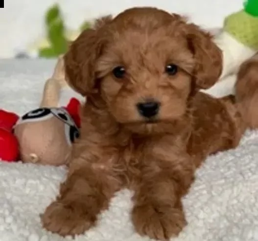 cuccioli di maltipoo