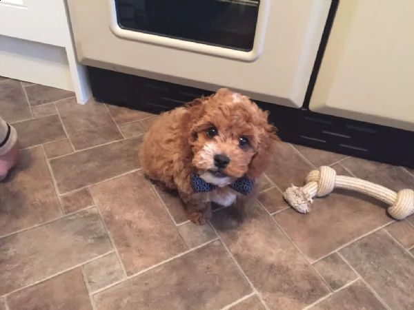 meravigliose cuccioli di cavapoo  | Foto 0