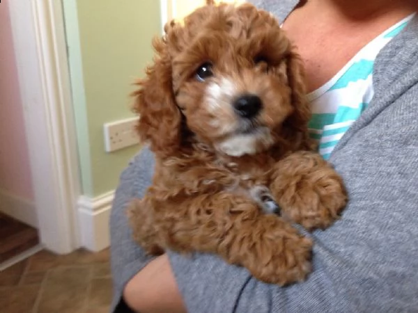 meravigliose cuccioli di cavapoo 